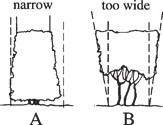 A properly pruned hedge with narrow top (A) and an improperly pruned hedge with wide top (B).
