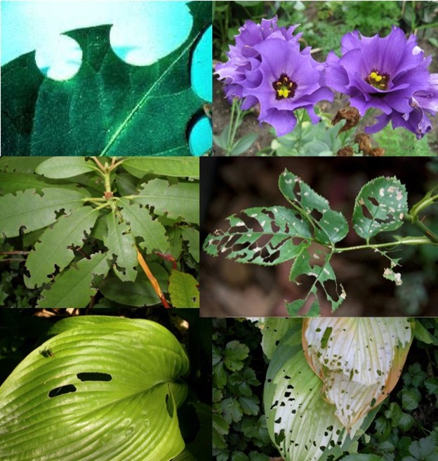 (TOP): Circular holes cut from leaf and flower margin (leaf cutter bee adult): (MIDDLE): indistinct holes cut from margin of leaf by black vine weevils (Left) and rose sawfly (Right).  (BOTTOM): Long holes cut between Hosta leaf margins (Left), probably caused by Cutworms, and small randomly scattered holes (Right) in leaf, possibly caused by beetles, chafers, weevils, grasshoppers, or slugs. 