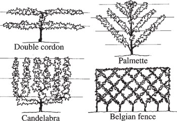 Some examples of classical espalier forms.