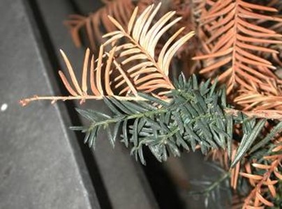 This is abnormal – New leaves are lost. This picture shows how the new leaves have half the needle length of the previous year’s growth, suggesting additional stress.