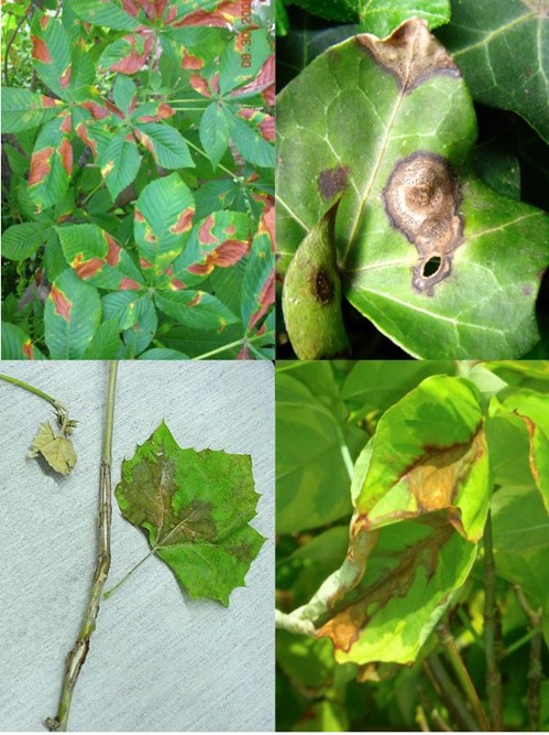 (TOP Left): Horse-chestnut blotch;  (TOP Right): Ivy anthracnose on Hedera helix;  (Bottom): Sycamore anthracnose (Left);  Dogwood anthracnose (Right)