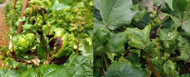 Leaf and Stem "distortion" associated with off-color foliage generally indicates an infestation of aphids