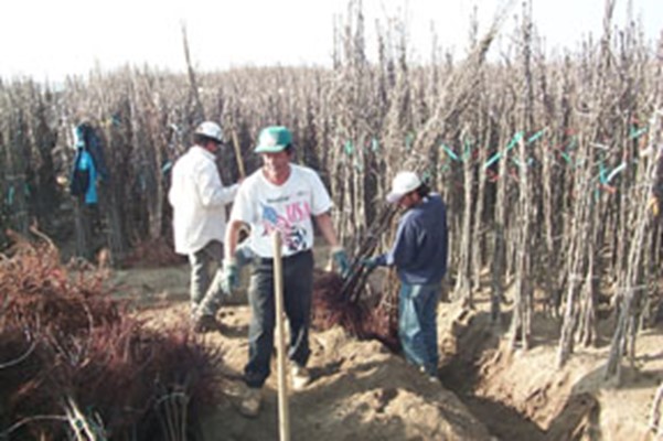 Heel in of bare-root stock at L.E. Cooke. For stock that you plan to hold for some time before planting in a permanent location, heeling in is necessary to prevent desiccation of the roots.