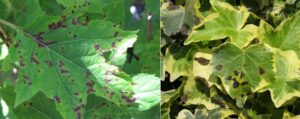 (Left): Bacterial leaf spot on Oakleaf Hydrangea and (Right) on Hedera helix.