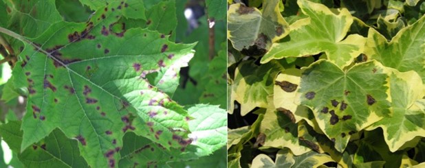 (Left): Bacterial leaf spot on Oakleaf Hydrangea and (Right) on Hedera helix.