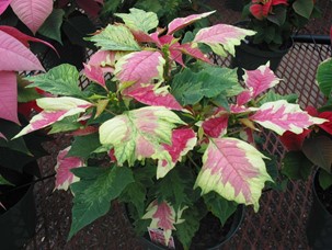 Poinsettia ‘Avant Garde’