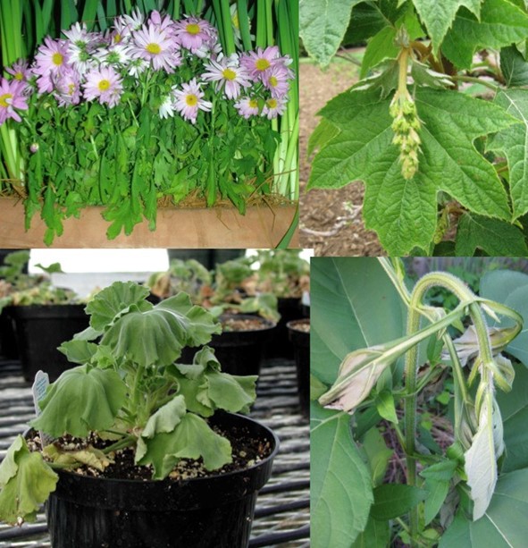 Wilt due to (TOP Left): daisies require a lot of water; (TOP Right): a distal canker on the hydrangea stem. Wilt due to (BOTTOM Left) Ralstonia solanacearum of annual geranium; (BOTTOM Right): an insect borer of sunflower.