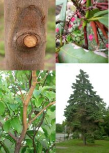 (TOP Left): Cankers often infect via pruning injury. (TOP Right): Annual canker on rhododendron. (BOTTOM Left): Diffuse canker that will eventually kill this plant; (BOTTOM Right); Scattered cytospora cankers on blue spruce – a commonly encountered spruce problem in Indiana.