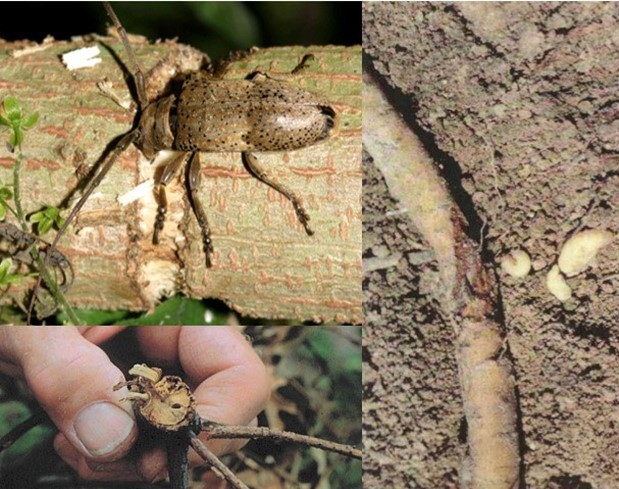 Twig girdlers chew around twigs (TOP Left), while twig pruners feed as larvae from the inside working outward (BOTTOM Left). Black vine weevil larvae (Right) chew on stems of plants at the soil line and feed on leaves as adults.