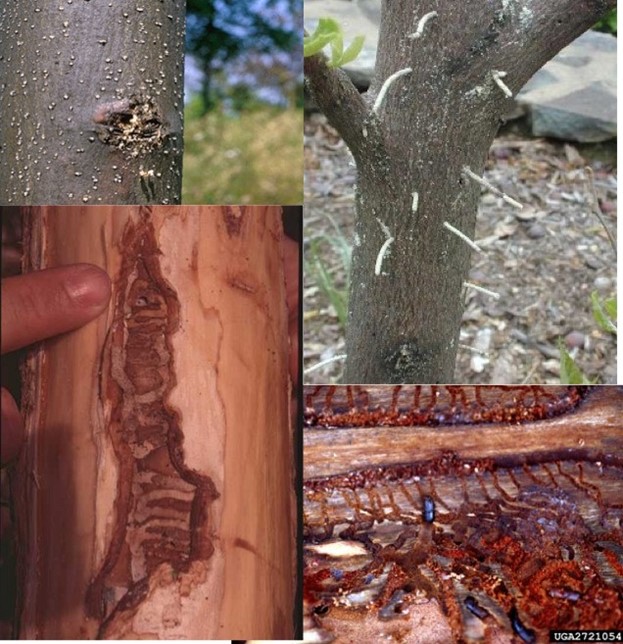 Close examination will often reveal the presence of holes in the bark (TOP Left), accumulation of frass or sawdust-like material or pitch (TOP Right).  Excavation of the area around the exit would often reveals galleries, like those found due to emerald ash borer (BOTTOM Left) or smaller European elm bark beetle galleries (BOTTOM Right).