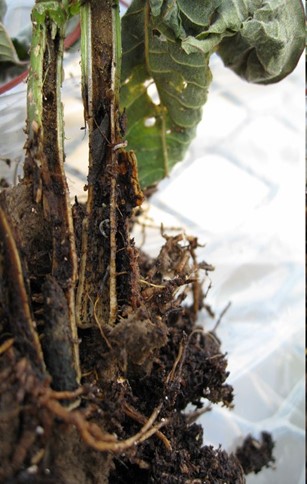 Shoot feeders can sometimes enter from the ground up as with these fungus gnats on this heavily infested poinsettia.