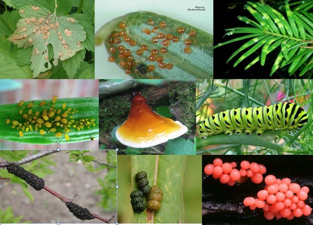 Signs are the physical presence of the organism. Top: (Left) Cluster cup rust; (Center) Spider mite eggs: (Right) Hemlock wooly adelgid Middle: (Left) Aphids, adults and young; (Center) Ganoderma conk; (Right) Swallowtail butterfly caterpillar Bottom: (Left) Black knot gall; (Center) Insect feces; (Right) Slime mold