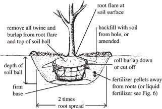 Balled and burlapped planting in well- drained soil.