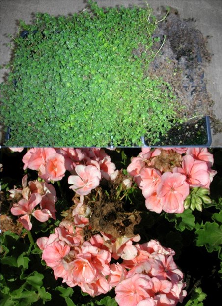 Botrytis blight has a broad host range, and can infect both woody and herbaceous plants, as evidenced by these infected annual geranium flowers.