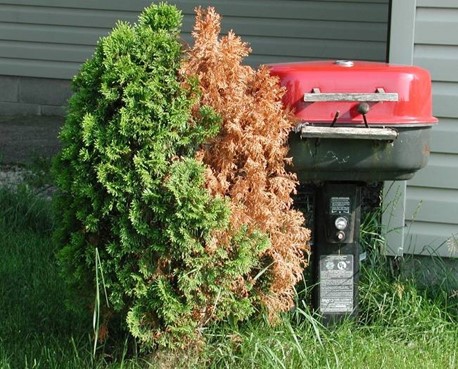 The problem here has nothing to do with any micro-organism. Clearly, this would be considered as an abiotic disorder..