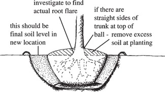 Procedure if tree is too deep in soil ball.