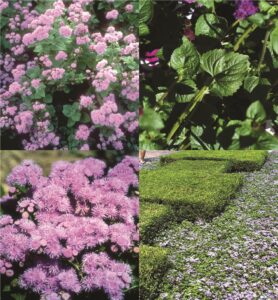 floss flower or ageratum (Ageratum)