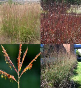 big bluestem (Andropogon)