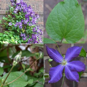 Jackman Clematis, Clematis x jackmanii