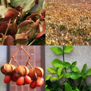 Wintercreeper Euonymus, Euonymus fortunei