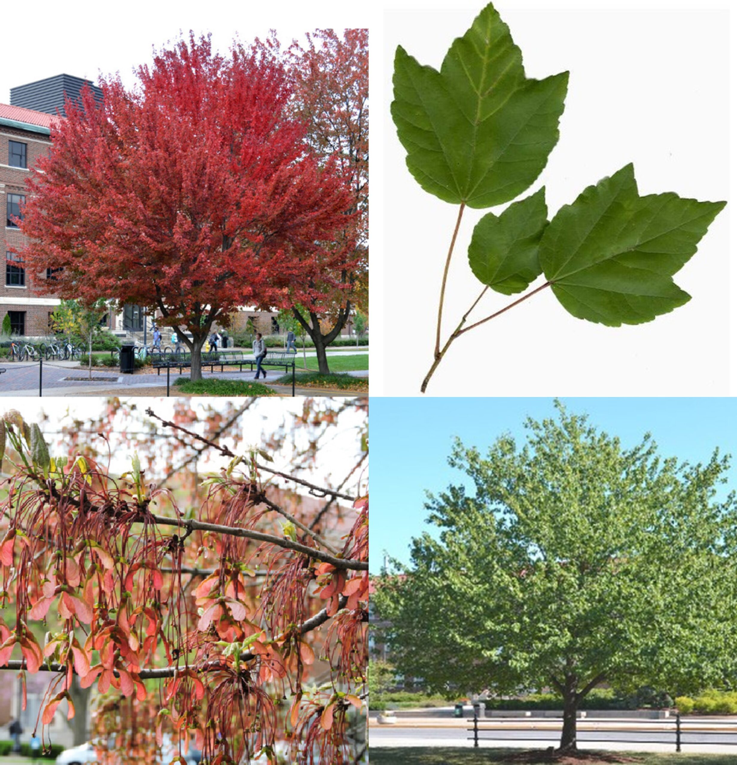 Red Maple, Acer rubrum