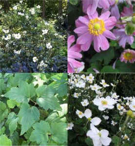 hybrid anemone (Anemone)