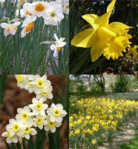 daffodil or narcissus (Narcissus)