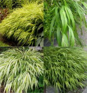 Japanese forest grass (Hakonechloa)