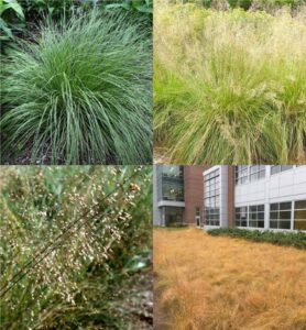 prairie dropseed (Sporobolus)