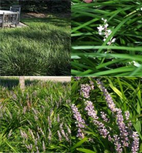 creeping lily-turf (Liriope)