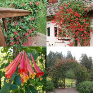Trumpet Honeysuckle, Lonicera sempervirens