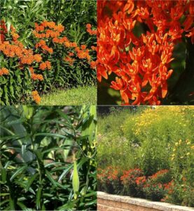 butterflyweed (Asclepias)