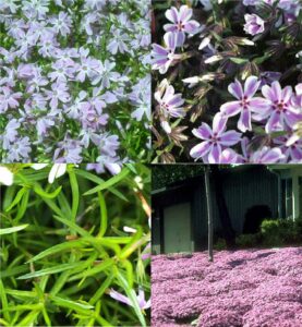 creeping phlox (Phlox)