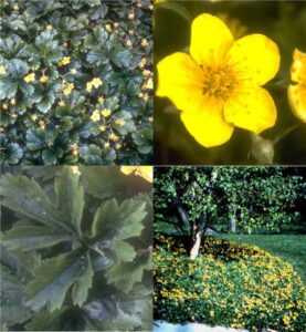 barren strawberry (Waldsteinia)