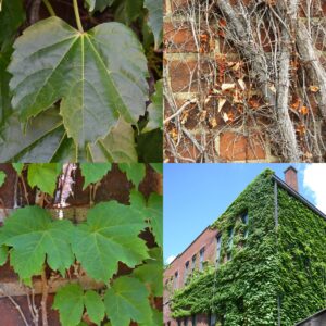 Boston Ivy, Parthenocissus tricuspidate