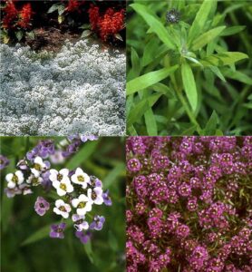 sweet alyssum (Lobularia)