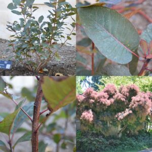 Smoketree, Cotinus coggygria