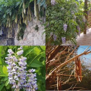 Common Kentucky Wisteria, Wisteria macrostachya