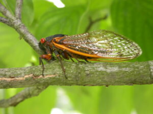 Periodical cicada adulut oviposit