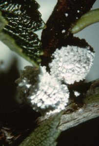 hawthorn mealybug