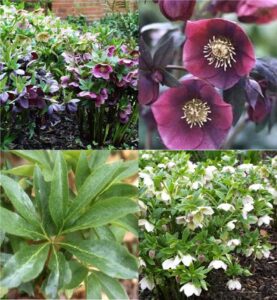 Lenten rose (Helleborus)