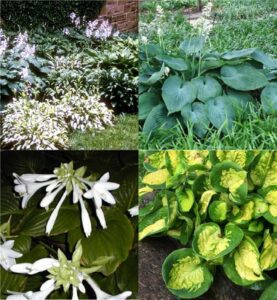 hosta or plantain-lily (Hosta)