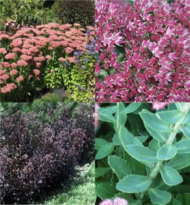showy stonecrop or showy sedum (Hylotelephium)