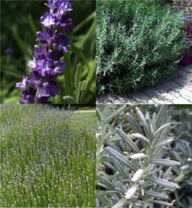 lavender (Lavandula)