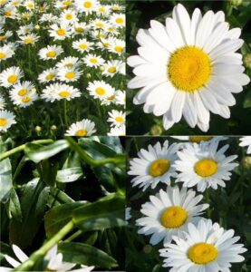 Shasta daisy (Leucanthemum)
