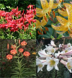 garden lily (Lilium)