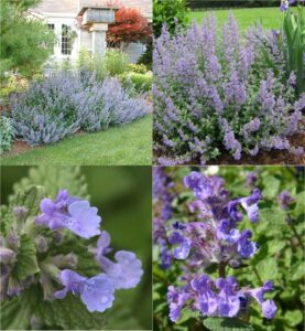 catmint (Nepeta)