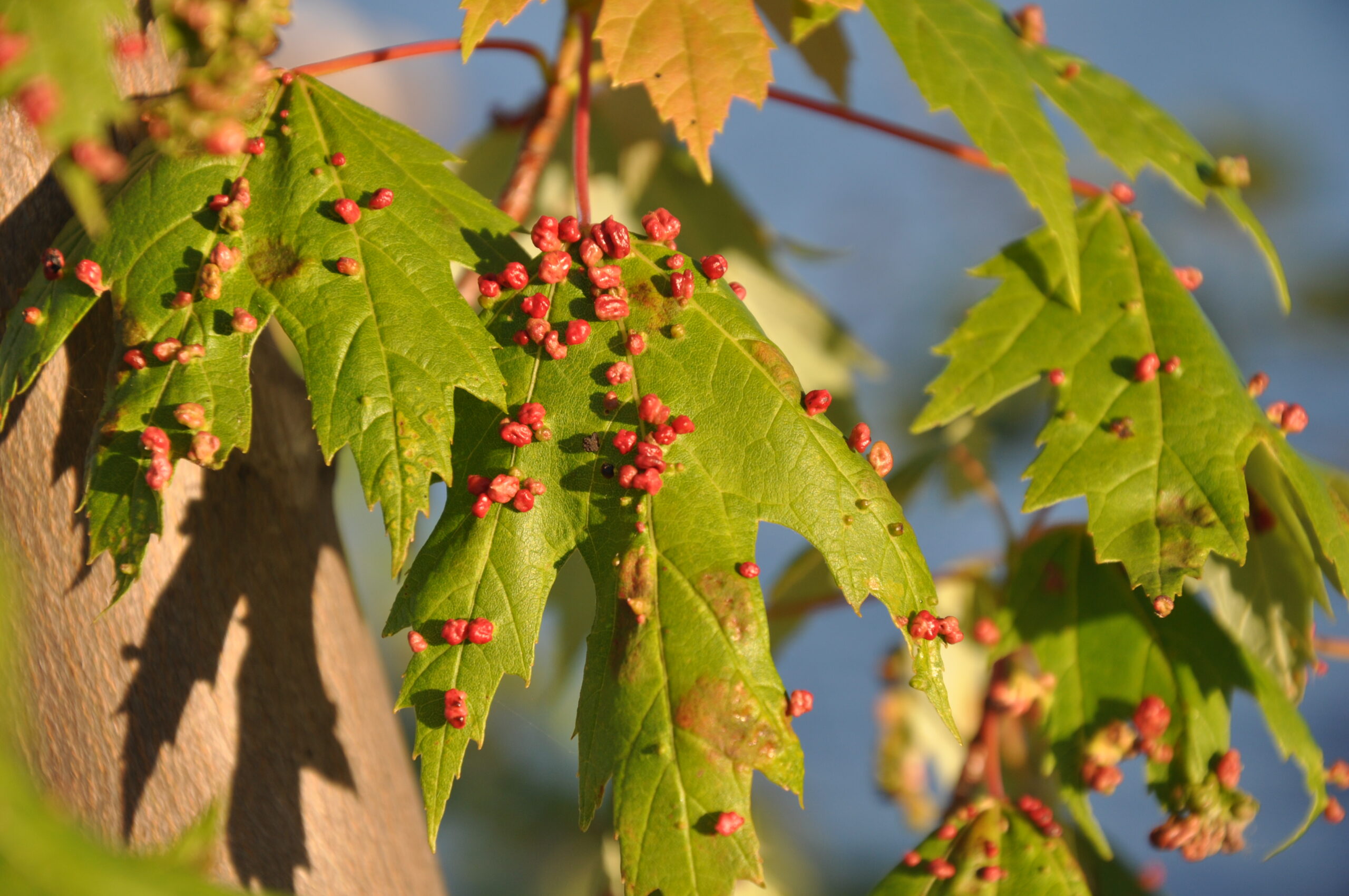 Maple bladder gall