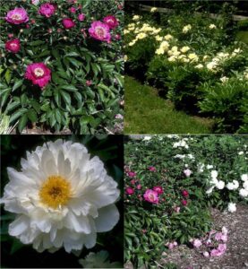 garden peony (Paeonia)
