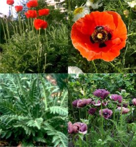 oriental poppy (Papaver)